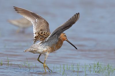 Short-billed Dowitcher