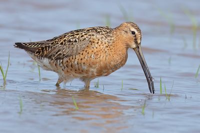Short-billed Dowitcher