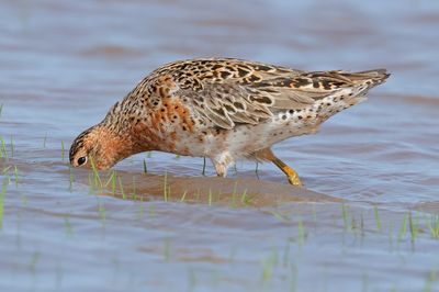 Short-billed Dowitcher