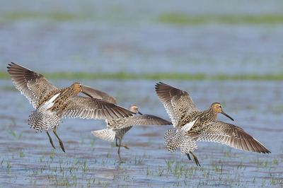 Short-billed Dowitcher