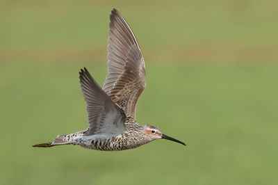 Stilt Sandpiper