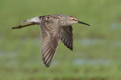 Stilt Sandpiper