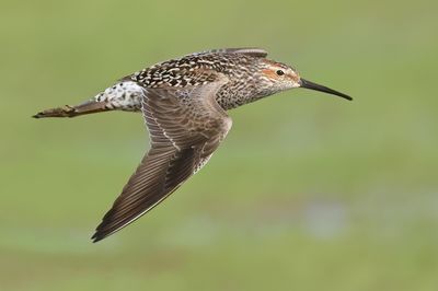 Stilt Sandpiper