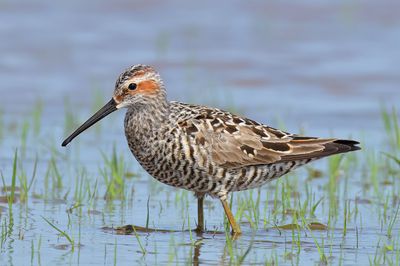 Stilt Sandpiper