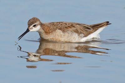 Wilson's Phalarope