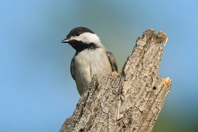 Carolina Chickadee