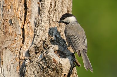 Carolina Chickadee