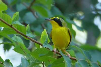 Kentucky Warbler