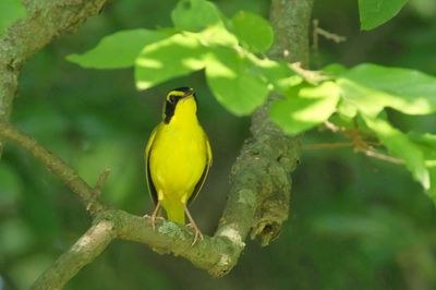 Kentucky Warbler