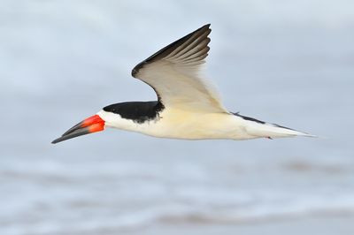 Black Skimmer