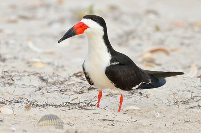 Black Skimmer