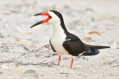 Black Skimmer