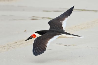 Black Skimmer