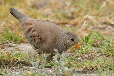 Common Ground Dove
