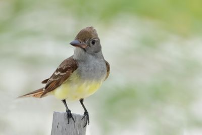 Great Crested Flycatcher