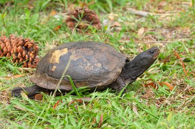 Gulf Coast Box Turtle