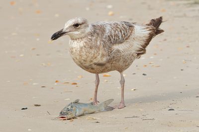 Herring Gull