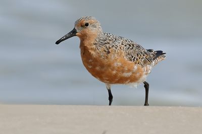 Red Knot