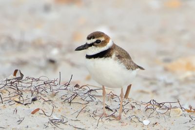 Wilson's Plover