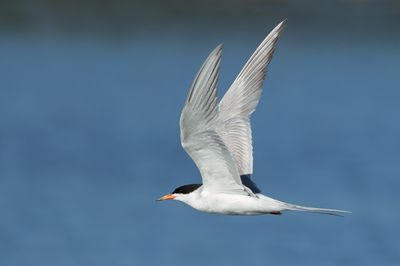 Forster's Tern