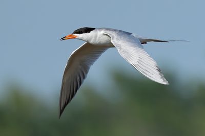 Forster's Tern