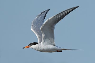 Forster's Tern