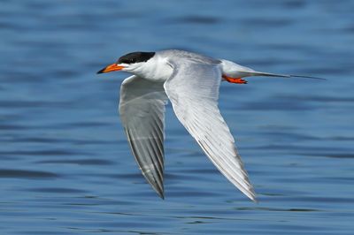 Forster's Tern