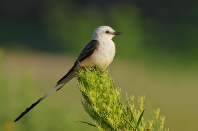 Scissor-tailed Flycatcher