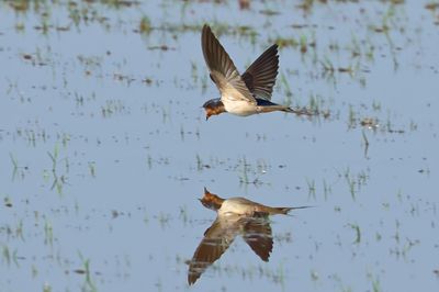 Barn Swallow