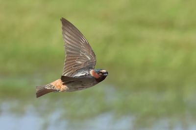 Cliff Swallow