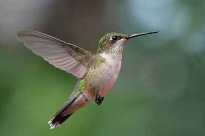 Ruby-throated Hummingbird