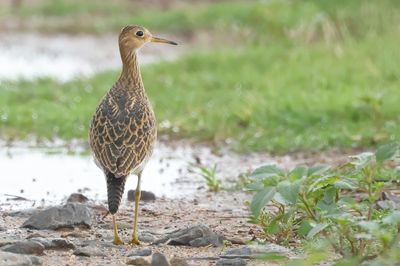 Upland Sandpiper