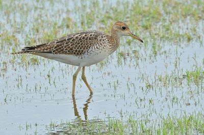 Upland Sandpiper