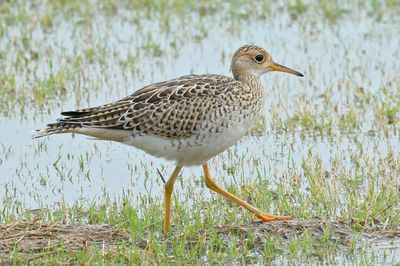 Upland Sandpiper