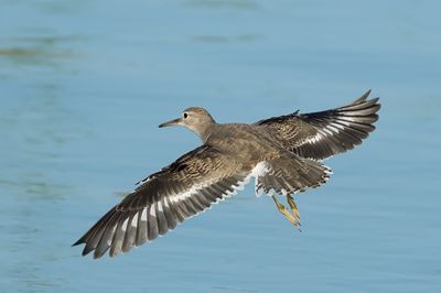 Spotted Sandpiper
