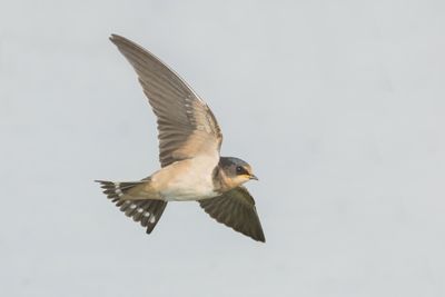 Barn Swallow