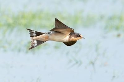 Barn Swallow