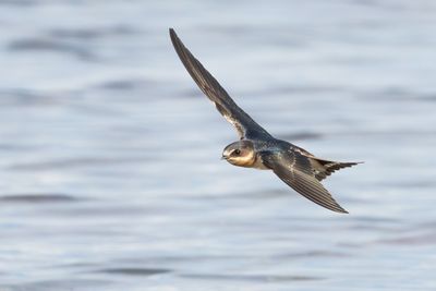 Barn Swallow