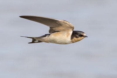 Barn Swallow