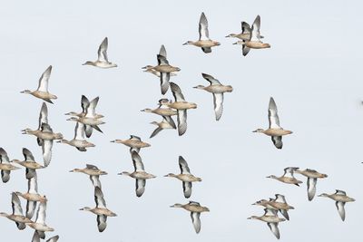 Blue-winged Teal & Green-winged Teal