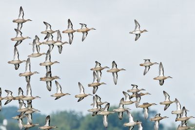 Blue-winged Teal & Green-winged Teal