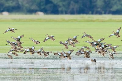 Blue-winged Teal 