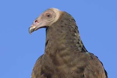 Turkey Vulture