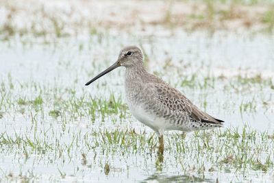 Long-billed Dowitcher