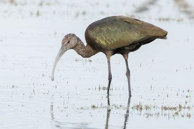 White-faced Ibis