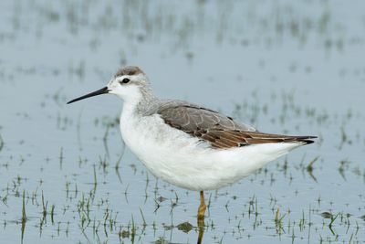 Wilson's Phalarope