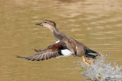 Gadwall