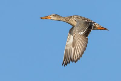 Northern Shoveler
