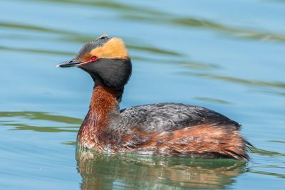 Horned Grebe