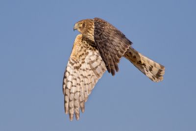 Northern Harrier